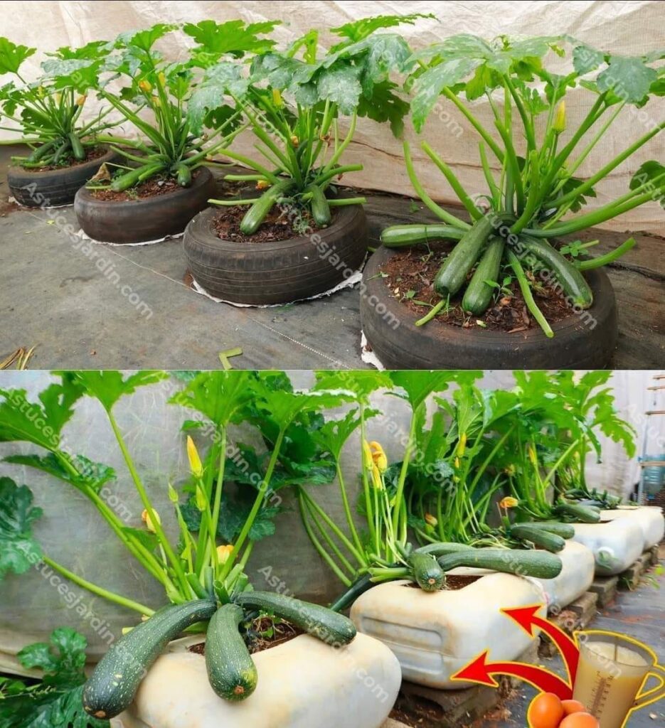 Conseils Utiles Pour Faire Pousser Des Plants De Courgettes Super